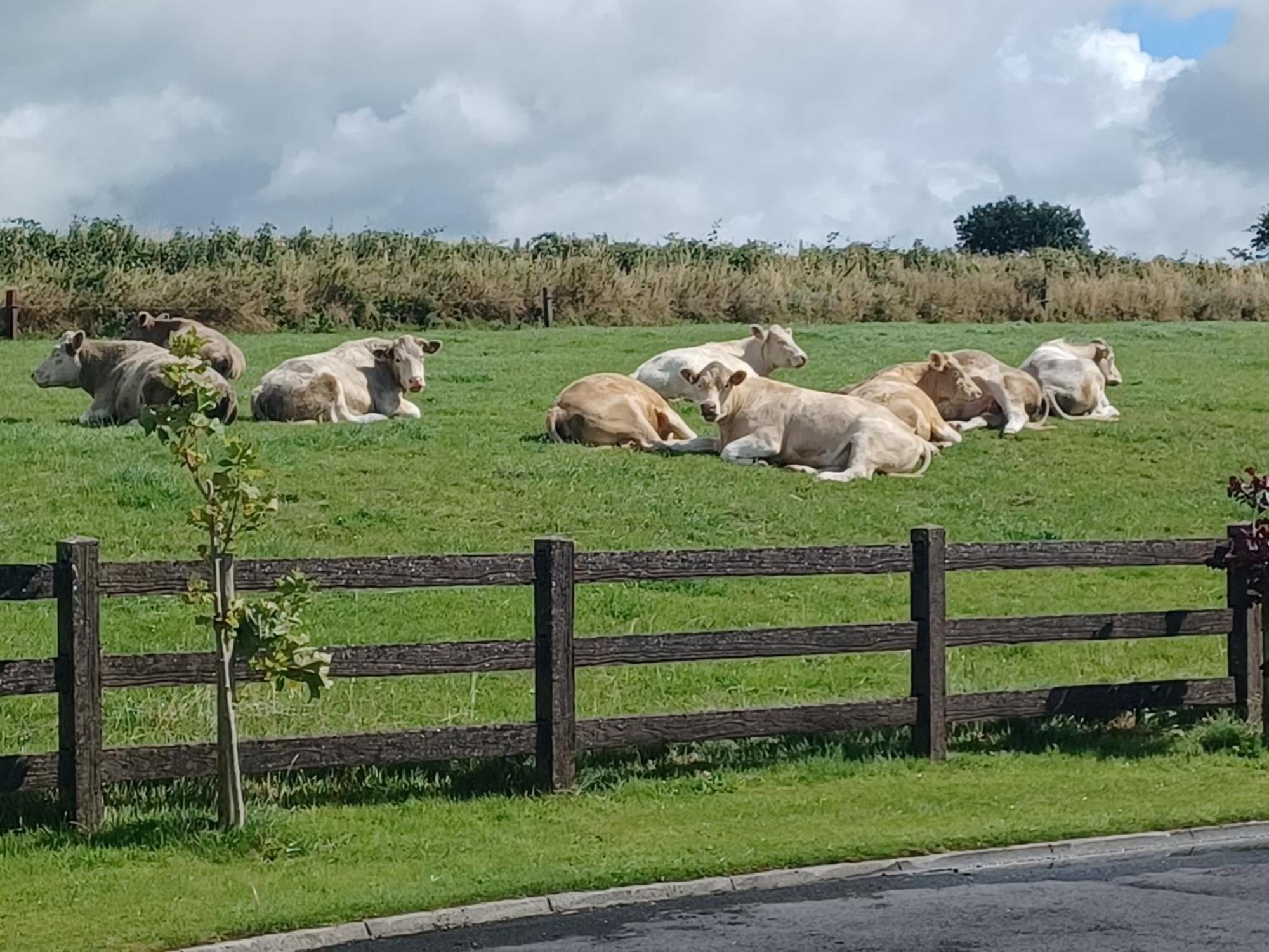 Country Haven Eircode H54 Ak31 Lägenhet Galway Exteriör bild